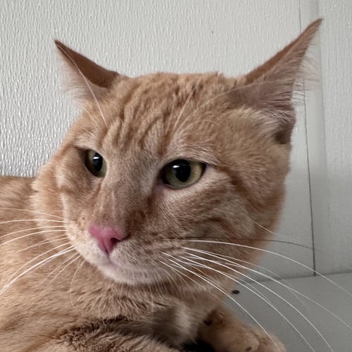 IGOR - Domestic Short Hair available for adoption