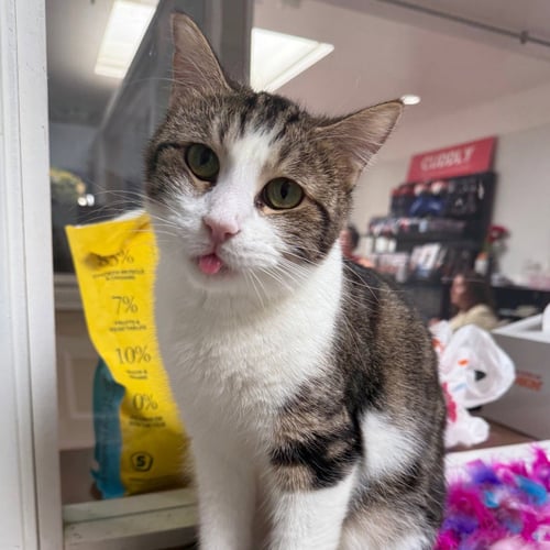 ESTER - Domestic Short Hair for adoption in Carrollton