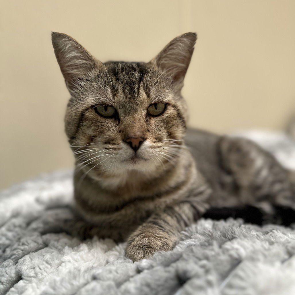 BARON VON PORK CHOP - Domestic Short Hair available for adoption