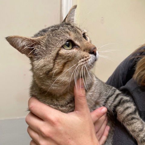 BARON VON PORK CHOP - Domestic Short Hair available for adoption