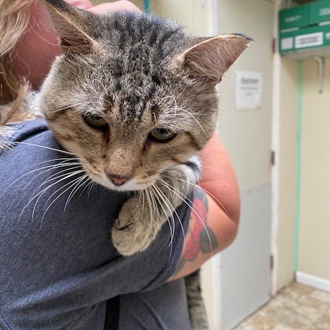 Baron von Pork Chop - Photo 3