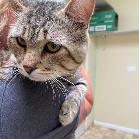 Baron von Pork Chop - Photo 4