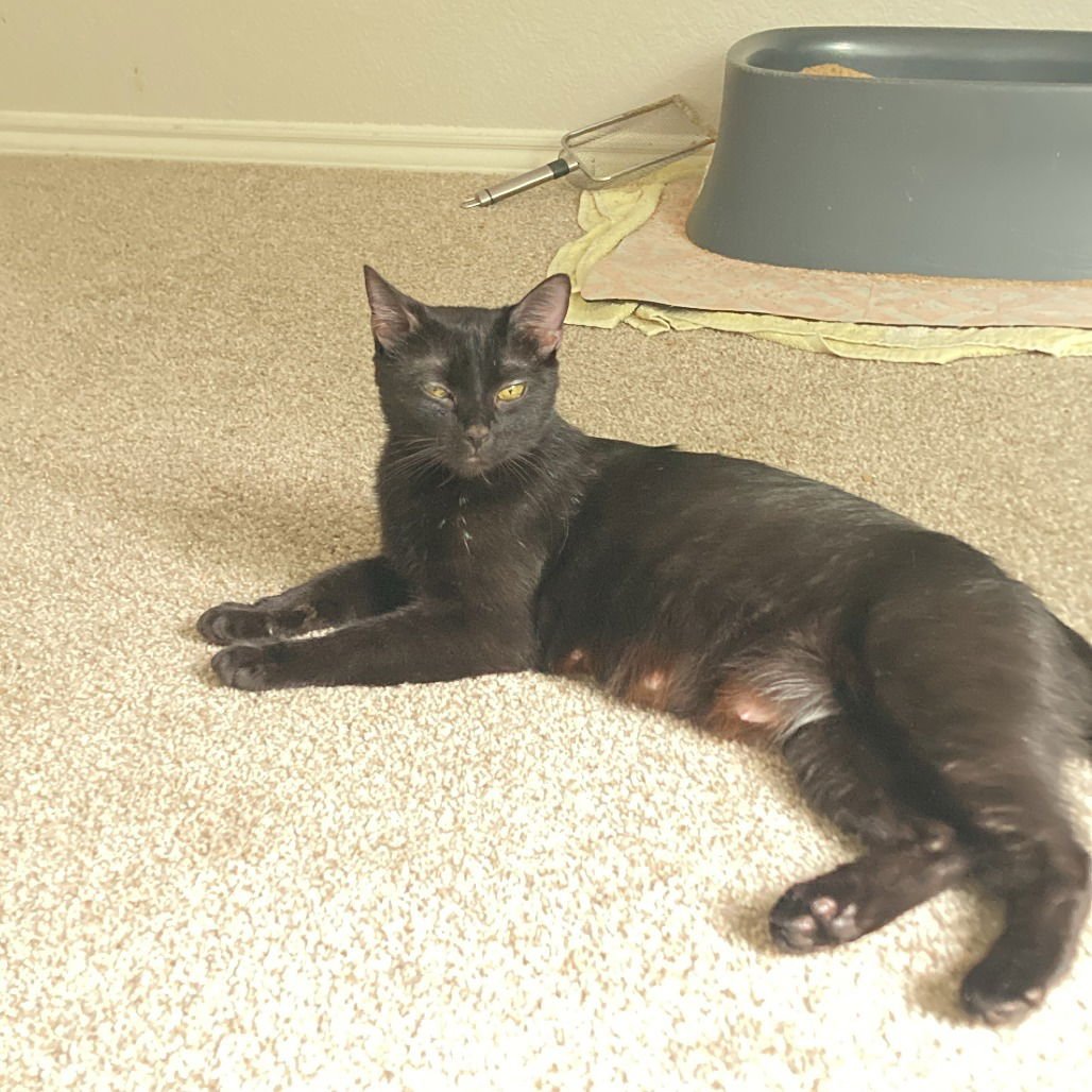 HERO I (NEW DIGS) - Domestic Short Hair available for adoption
