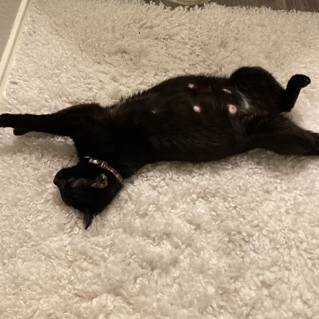 HERO I (NEW DIGS) - Domestic Short Hair available for adoption