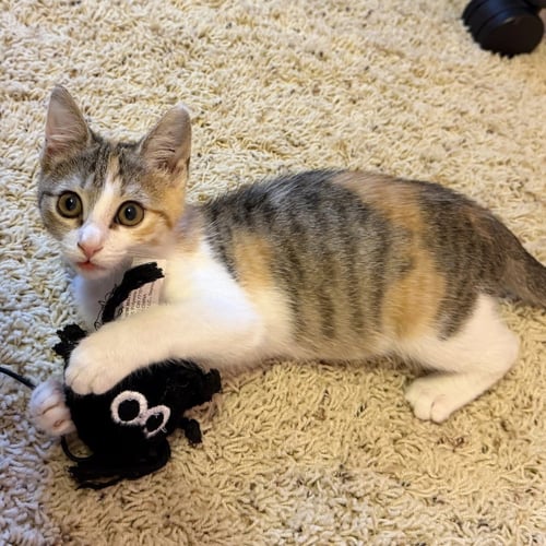 STELLA - Domestic Short Hair available for adoption