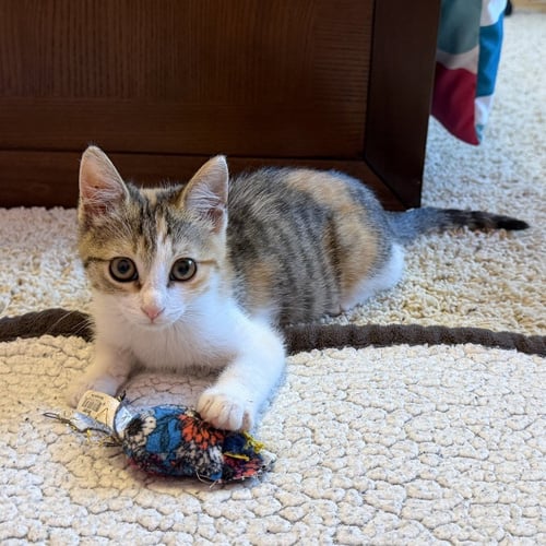 STELLA - Domestic Short Hair available for adoption