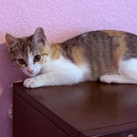 Stella - Photo 4