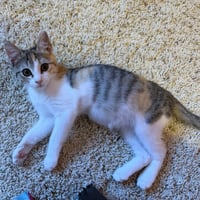 Stella - Photo 3