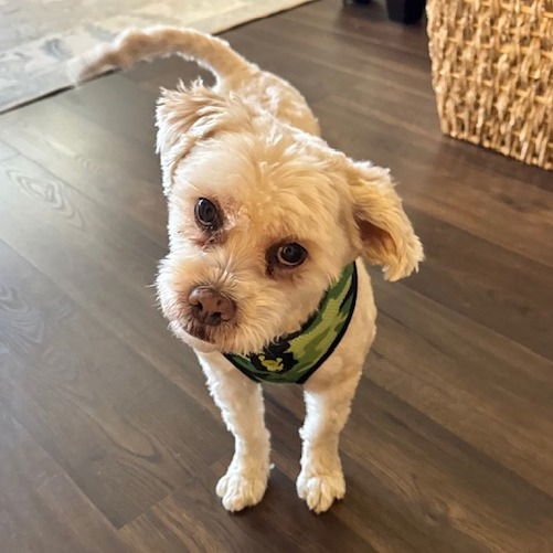 TEDDY VII (NEW DIGS) - Shih Tzu available for adoption