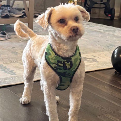 TEDDY VII (NEW DIGS) - Shih Tzu available for adoption