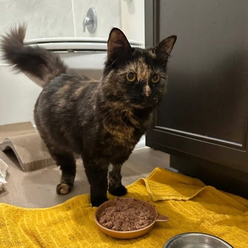 VIOLET - Domestic Short Hair available for adoption