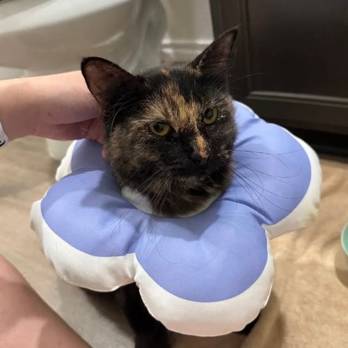 VIOLET - Domestic Short Hair available for adoption