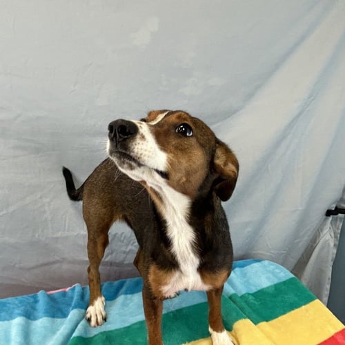 TIPPY - Hound available for adoption