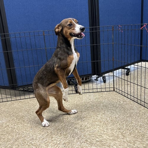TIPPY - Hound available for adoption