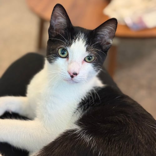 DRATINI - Domestic Short Hair for adoption in Denton