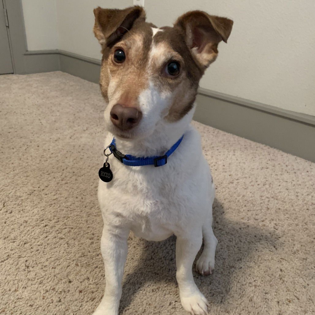 RYZO (NEW DIGS) - Jack Russell Terrier available for adoption