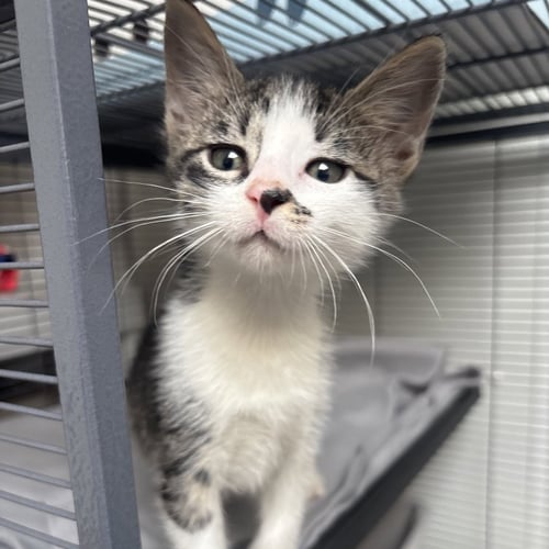 CALLISTO - Domestic Short Hair available for adoption