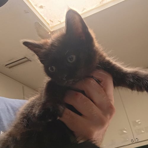 CLEARWATER - Domestic Short Hair available for adoption