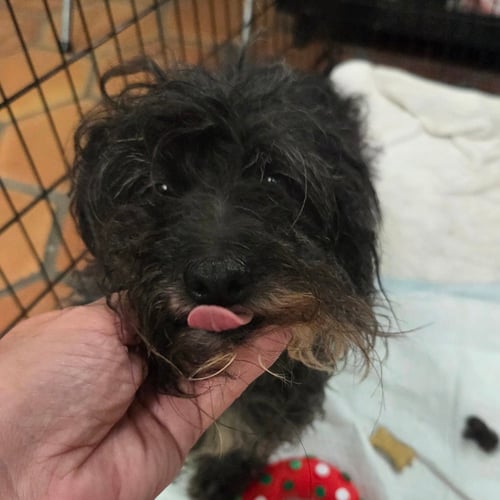 MOZART - Terrier available for adoption