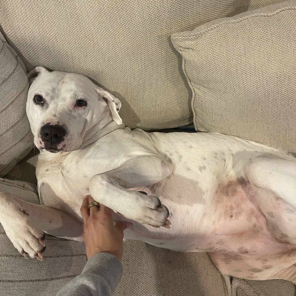 SNOW (NEW DIGS) - Pit Bull Terrier available for adoption