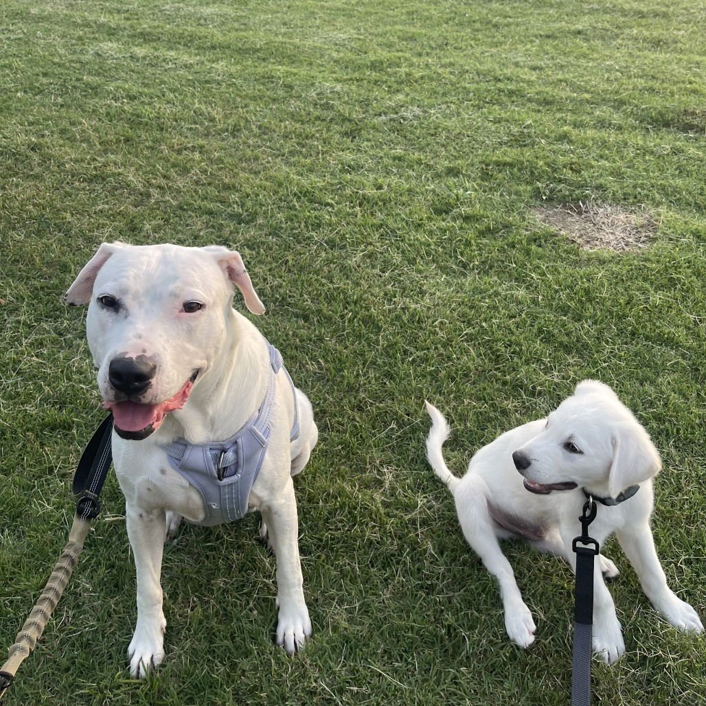 SNOW (NEW DIGS) - Pit Bull Terrier available for adoption