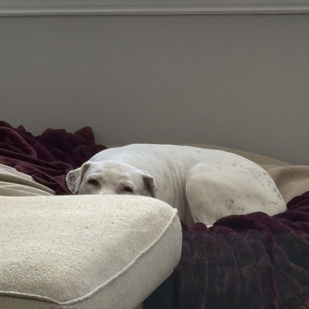 Snow (New Digs) - Photo 3