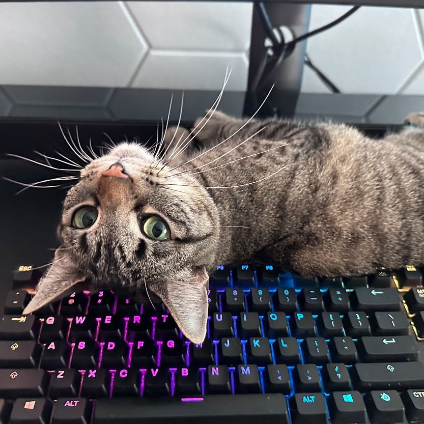 BEAN (NEW DIGS) - Domestic Short Hair available for adoption