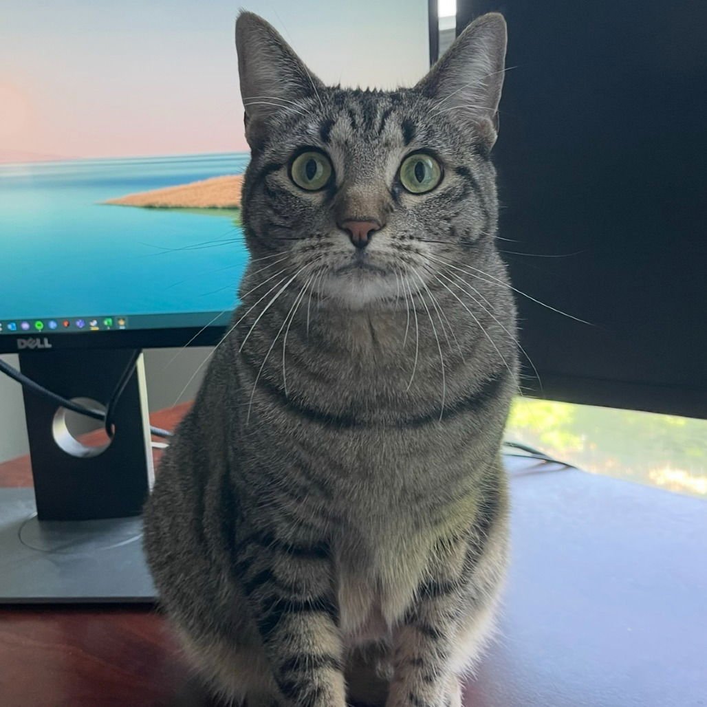 BEAN (NEW DIGS) - Domestic Short Hair available for adoption