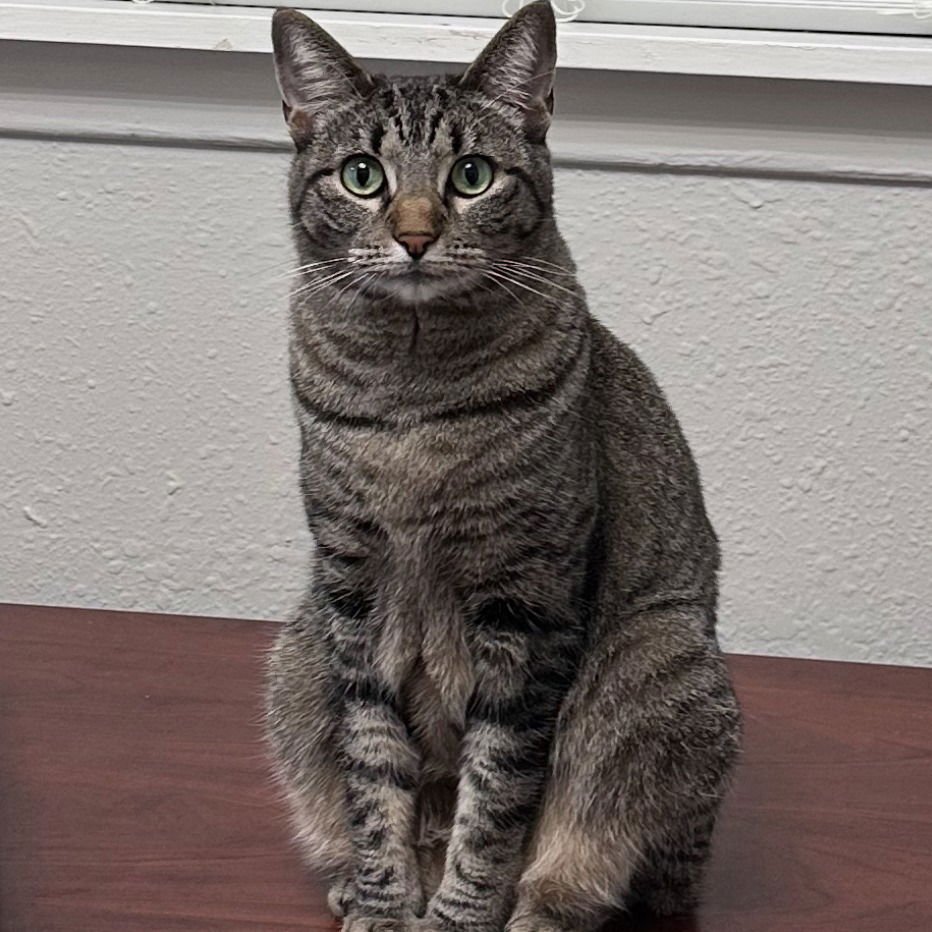 Bean (New Digs) - Photo 3