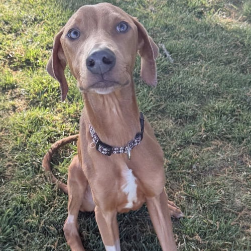 BRUSSELS SPROUTS - Doberman Pinscher available for adoption