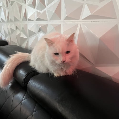 SEIKO - Domestic Medium Hair available for adoption
