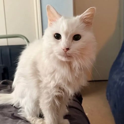 SEIKO - Domestic Medium Hair available for adoption