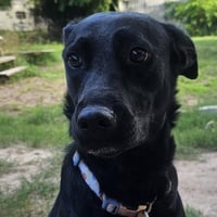 Dolly - Photo 4