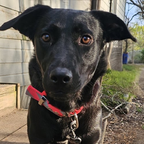 DOLLY - Australian Cattle Dog/Blue Heeler available for adoption