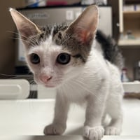 Patches - Photo 1