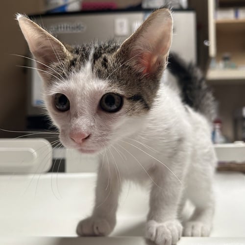 PATCHES - Domestic Short Hair available for adoption
