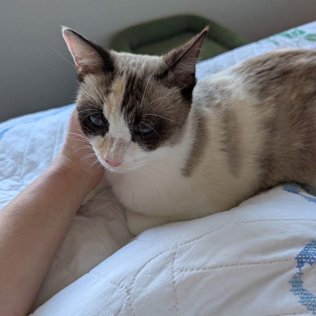 FANCY - Siamese available for adoption
