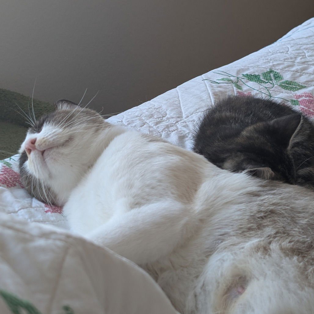 FANCY - Siamese available for adoption