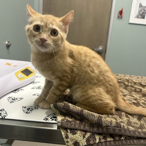 PIMENTO CHEESE - Domestic Medium Hair available for adoption