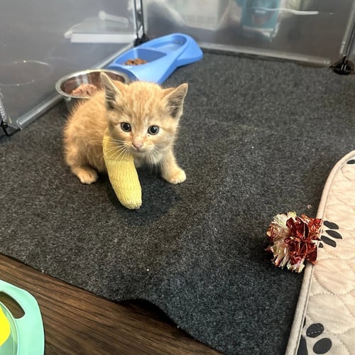 PIMENTO CHEESE - Domestic Medium Hair available for adoption