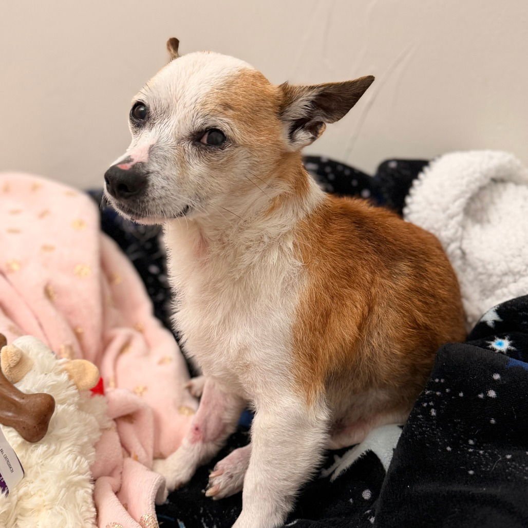 CHURRO - Chihuahua available for adoption
