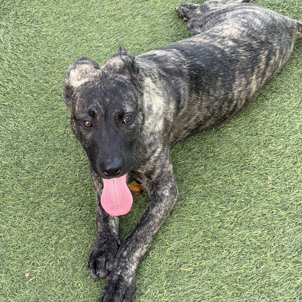 BAD BUNNY - Pit Bull Terrier available for adoption