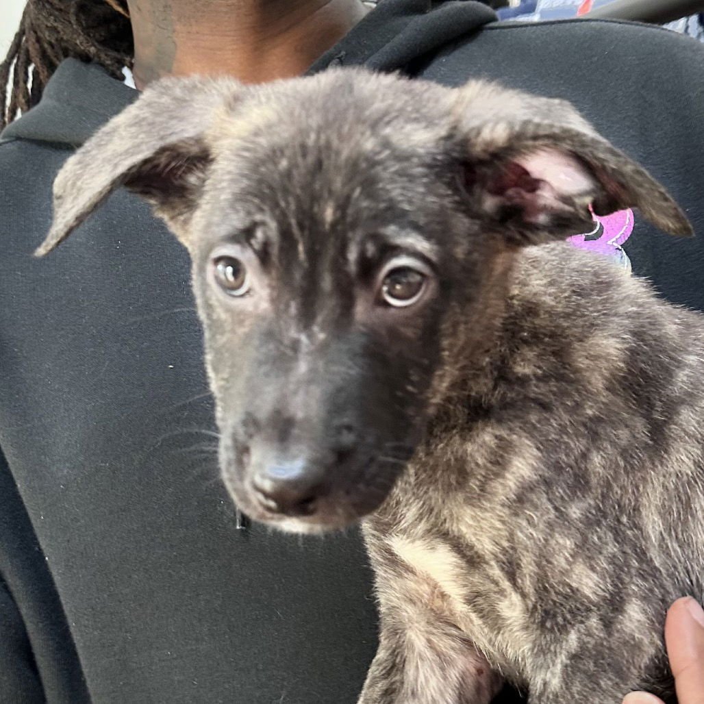 BAD BUNNY - Pit Bull Terrier available for adoption