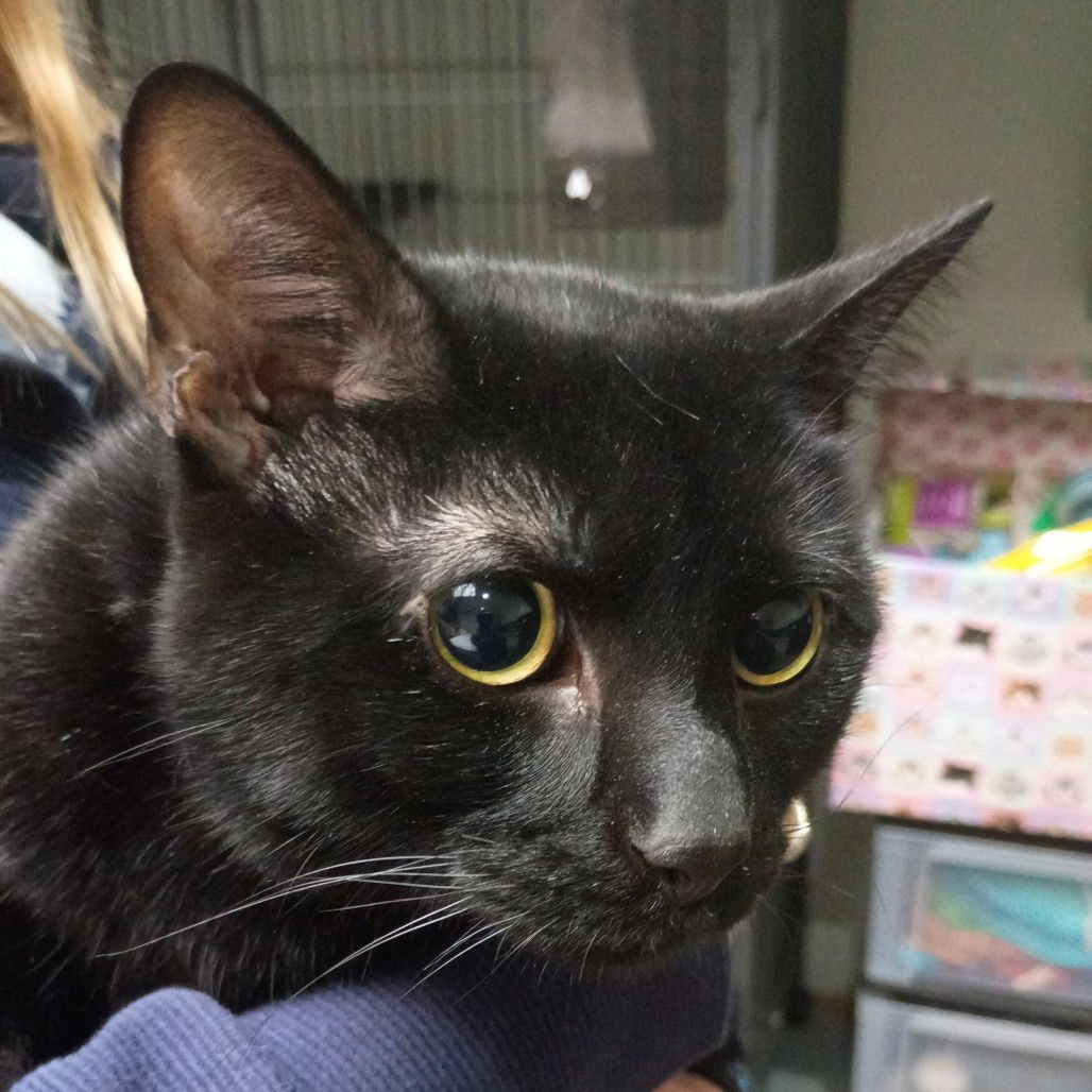 DRACO - Domestic Short Hair available for adoption