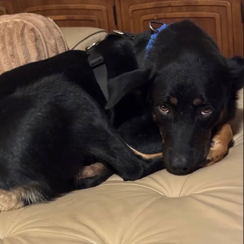 AUREANA - Doberman Pinscher available for adoption