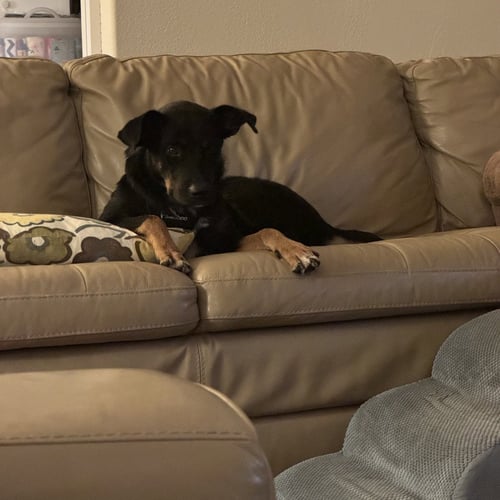 AUREANA - Doberman Pinscher available for adoption