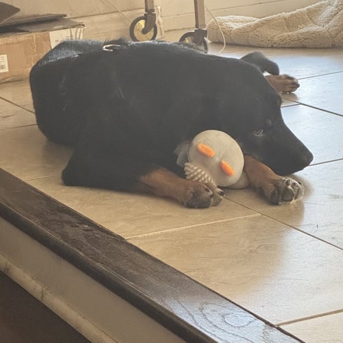 AUREANA - Doberman Pinscher available for adoption