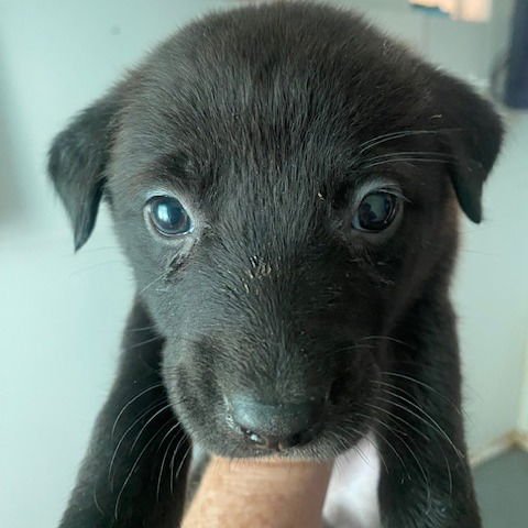 OLIVE - Terrier available for adoption