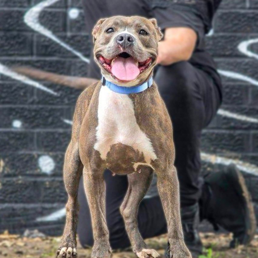 PEPPER VI (NEW DIGS) - Pit Bull Terrier available for adoption