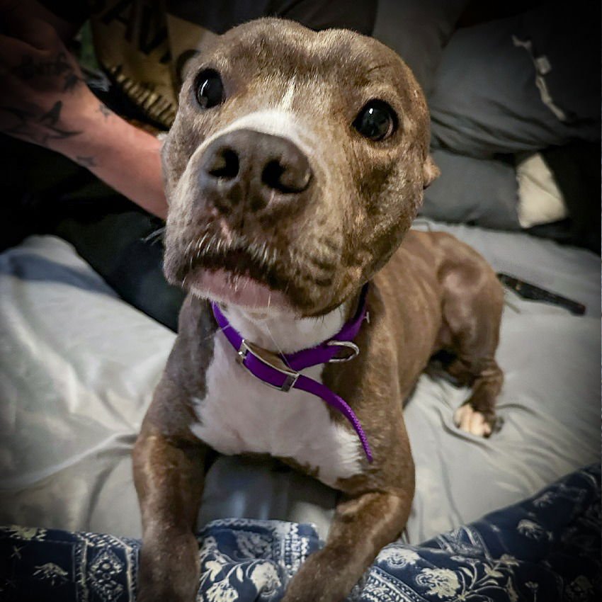 Pepper VI (New Digs) - Photo 3